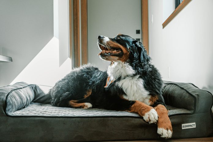 pet friendly home