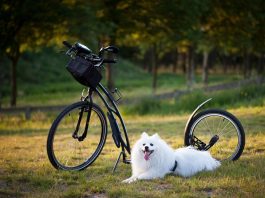 putting a dog down