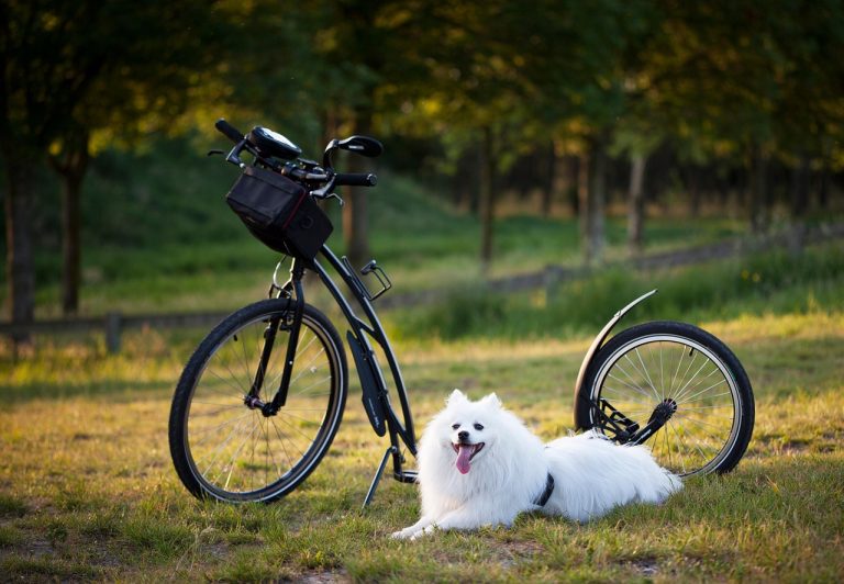putting a dog down
