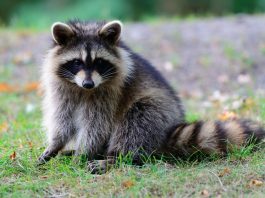 Raccoon Removal for Condo Units