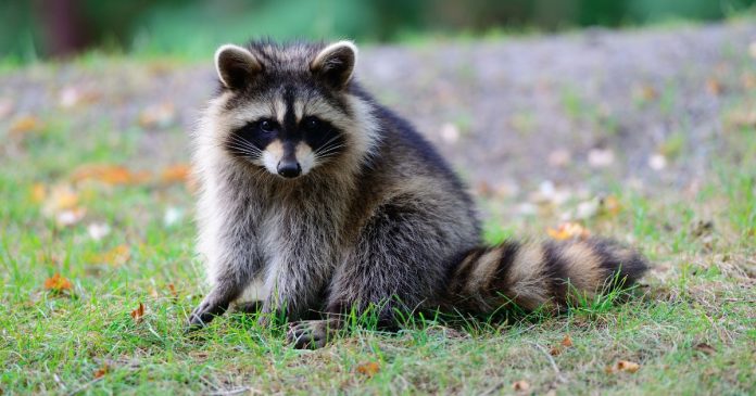 Raccoon Removal for Condo Units