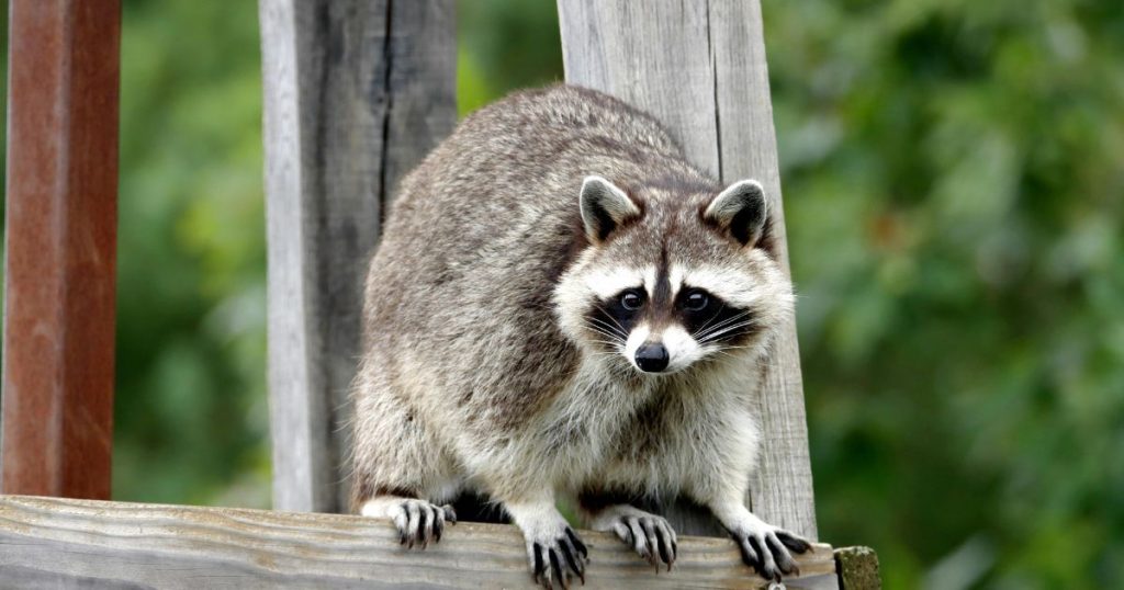 Humane Raccoon Trapping and Relocation