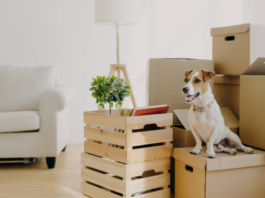 Long-Distance Moving With Pets