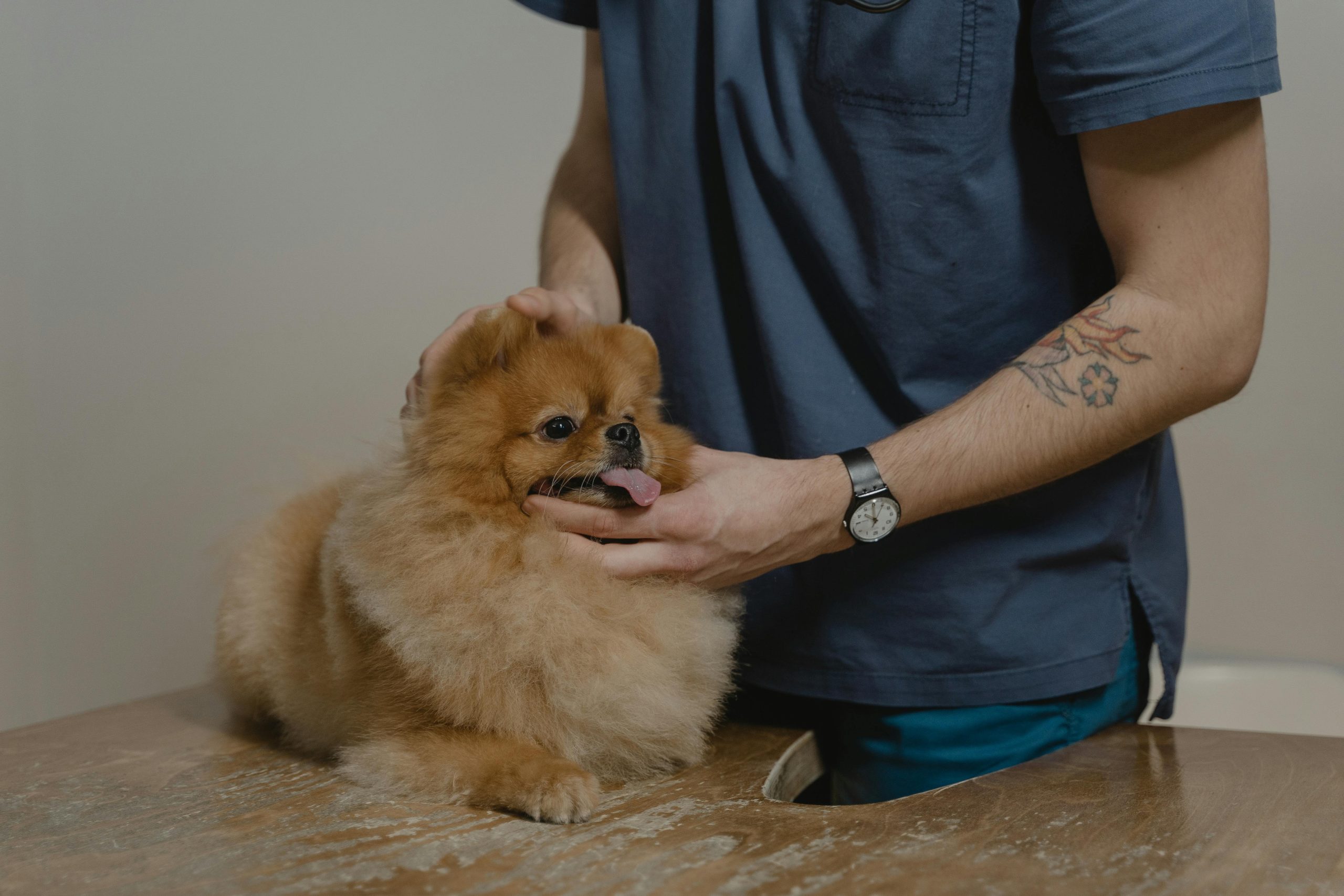 vet clinic