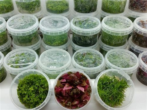 Wholesale Tissue Culture Tropical Plants
